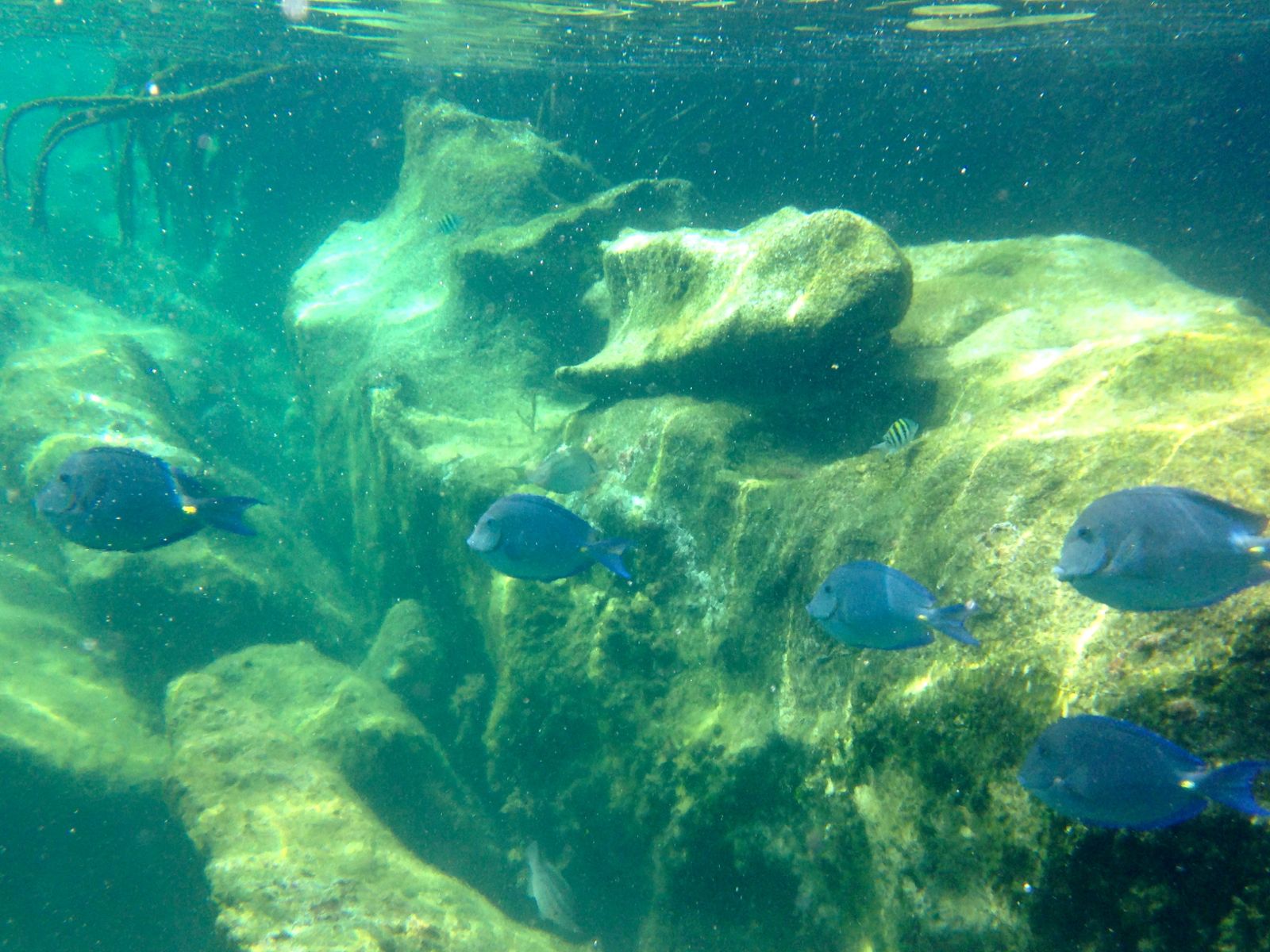 Obligatory fish photo/