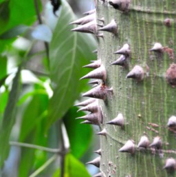 Ceiba, Mayan sacred tree/
		    