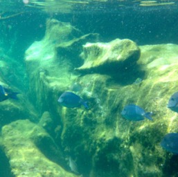 Obligatory fish photo/
		    