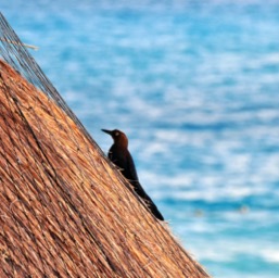 Resident black birds/
		    