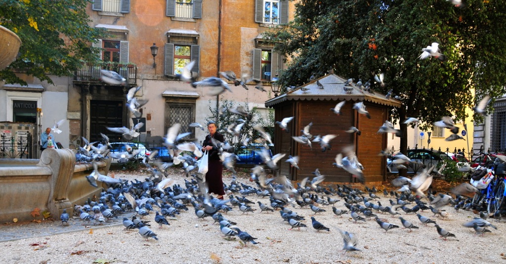 Crazy pigeon lady/