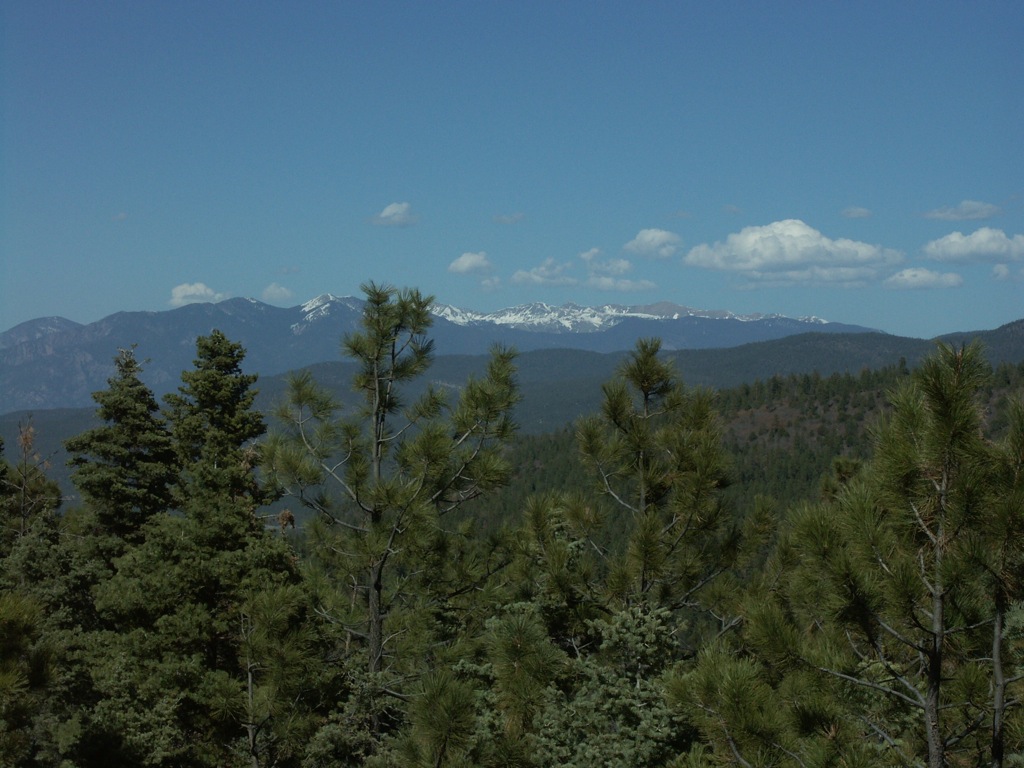 And then pine forests!/