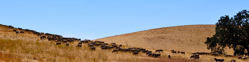 Sheep on Vineyard Drive/