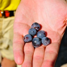 Mmmm... juicy grapes/
		    