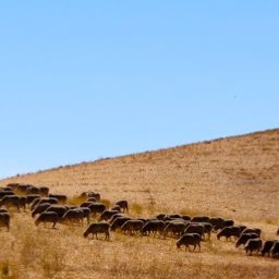 Sheep on Vineyard Drive/
		    