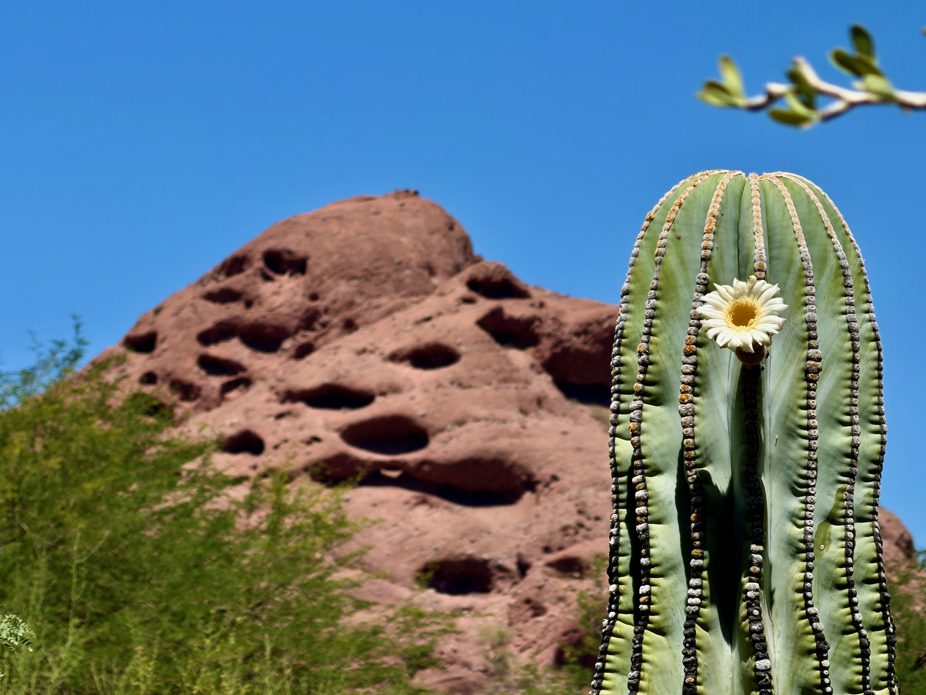 Artzy!/Kitchell Family Heritage Garden, 1201 N Galvin Pkwy, Phoenix, AZ 85008, USA
