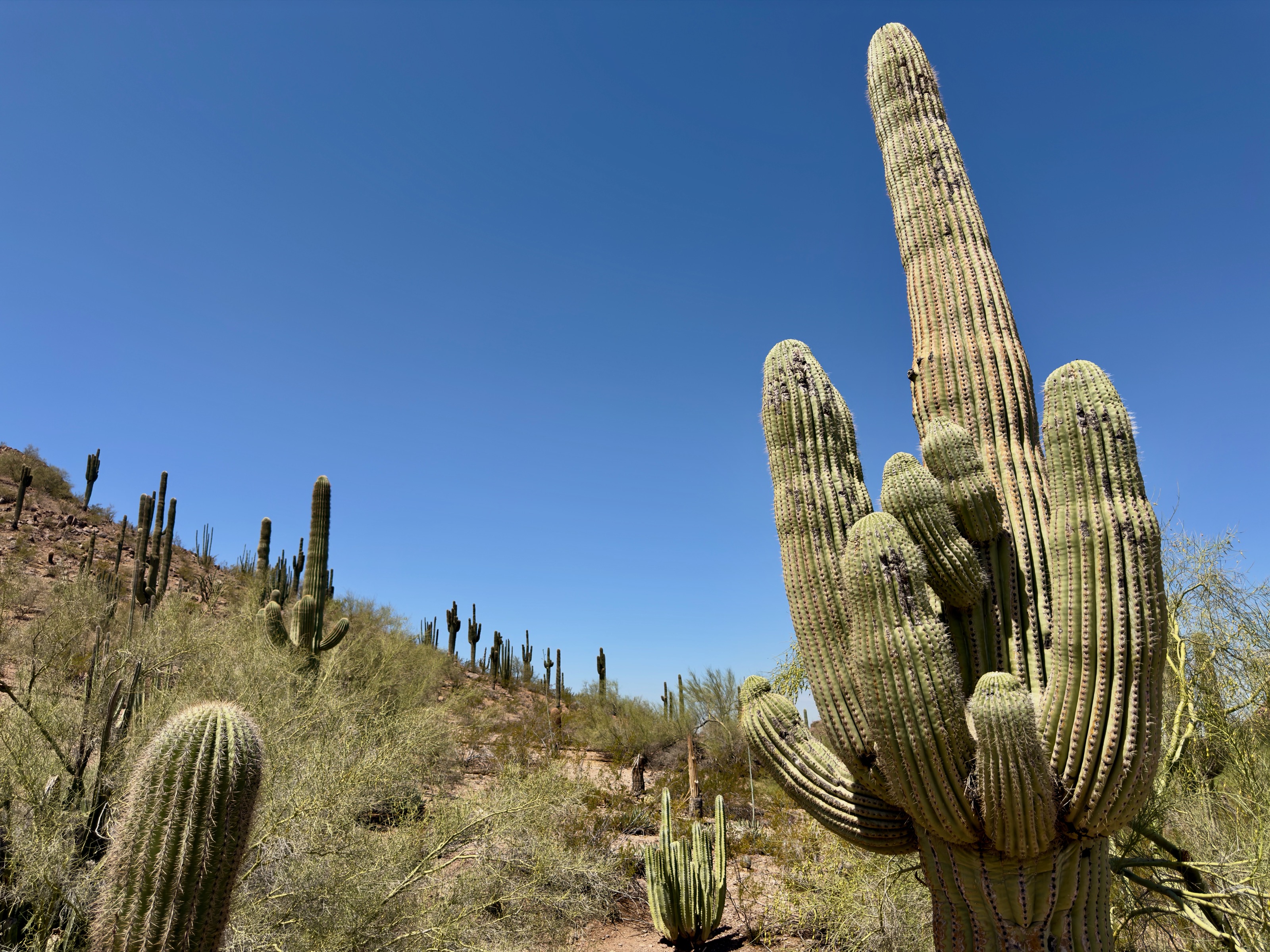 Well watered saguaro compared to his wild cousins! /F364+33, 1201 N Galvin Pkwy, Phoenix, AZ 85008, USA