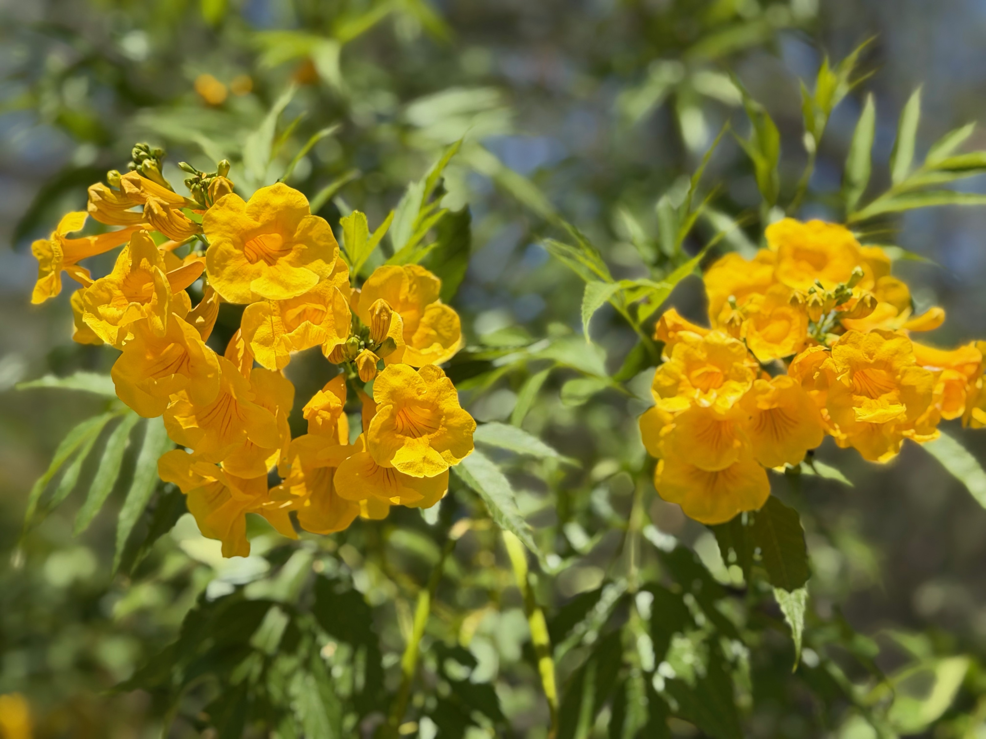Palo brea flowers/1201 N Galvin Pkwy, Phoenix, AZ 85008, USA