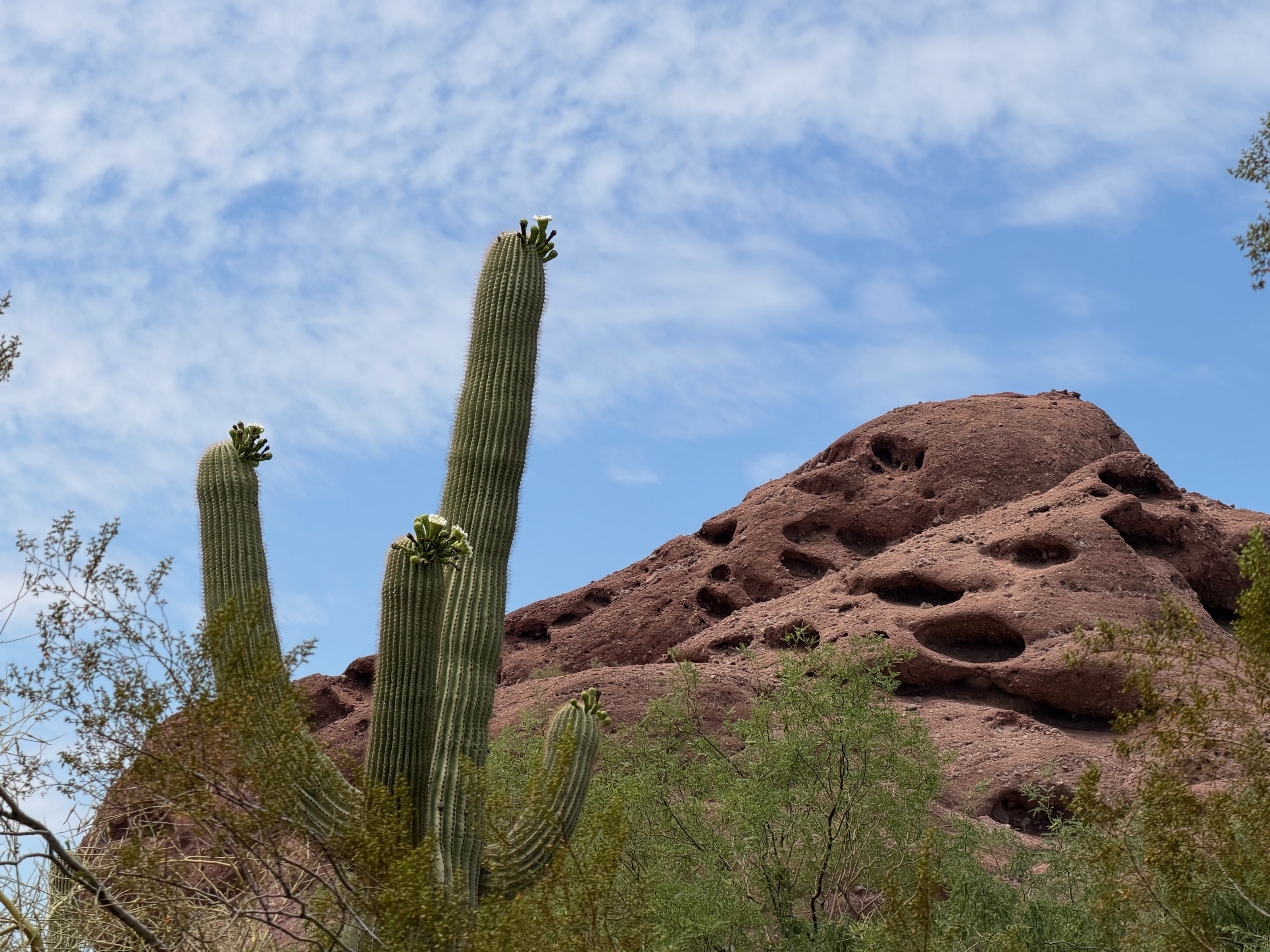 Delte/1201 N Galvin Pkwy, Phoenix, AZ 85008, USA
