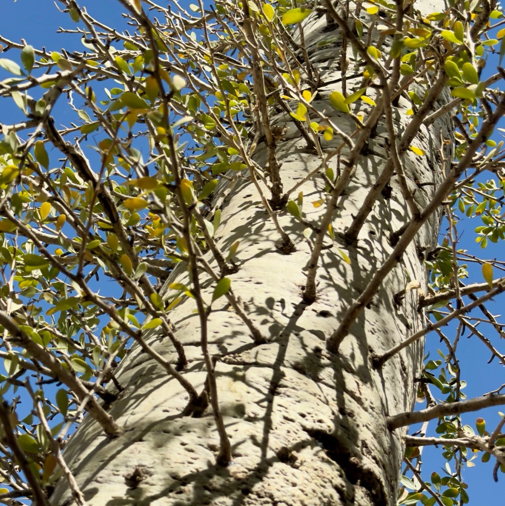 Weirdo tree: small branches sticking out the main trunk/
		    Kitchell Family Heritage Garden, 1201 N Galvin Pkwy, Phoenix, AZ 85008, USA