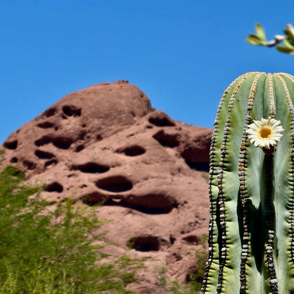Artzy!/
		    Kitchell Family Heritage Garden, 1201 N Galvin Pkwy, Phoenix, AZ 85008, USA