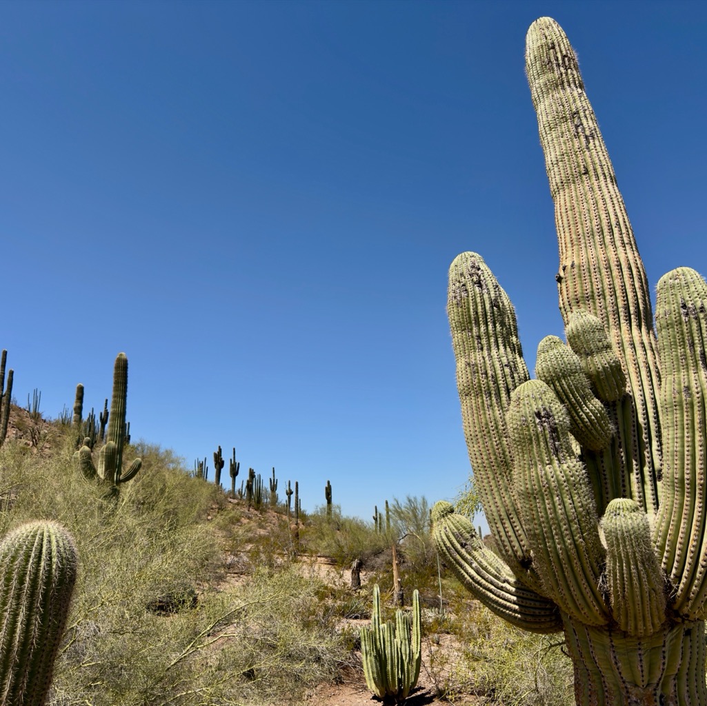 Well watered saguaro compared to his wild cousins! /
		    F364+33, 1201 N Galvin Pkwy, Phoenix, AZ 85008, USA
