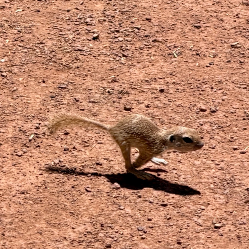 Run little munchkin, run!/
		    1201 N Galvin Pkwy, Phoenix, AZ 85008, USA