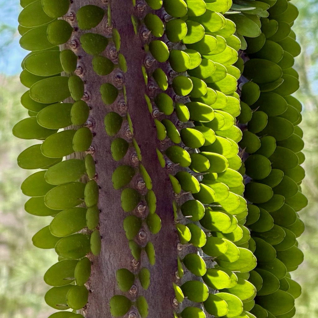 Another weirdo plant: leaves sticking out of the trunk/
		    Plants & People of the Sonoran Desert Loop Trail, 1201 N Galvin Pkwy, Phoenix, AZ 85008, USA