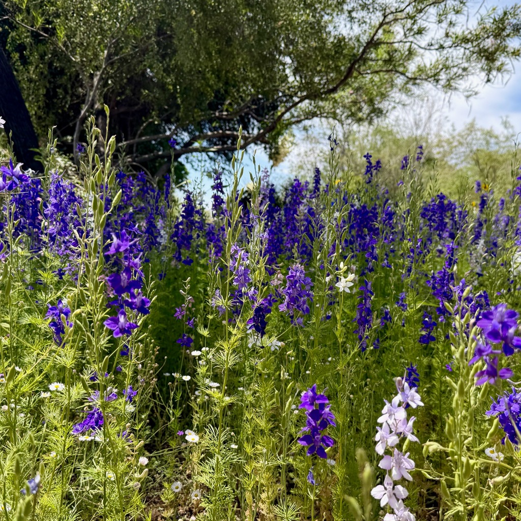 
		    1201 N Galvin Pkwy, Phoenix, AZ 85008, USA