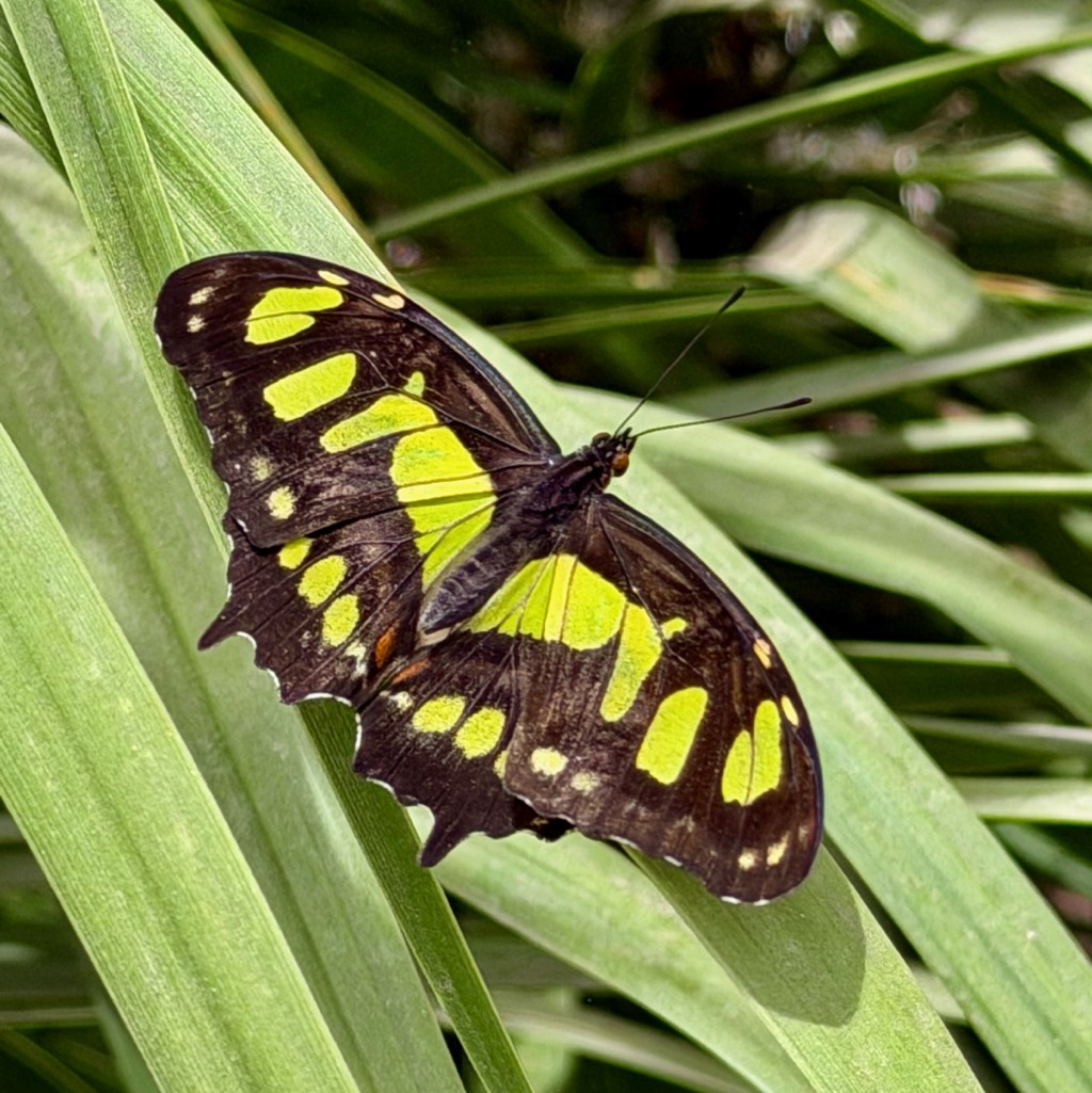 Desert Botanical Garden/
		    1201 N Galvin Pkwy, Phoenix, AZ 85008, USA