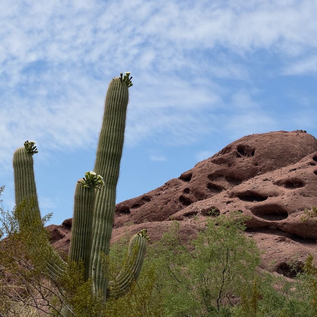 Delte/
		    1201 N Galvin Pkwy, Phoenix, AZ 85008, USA