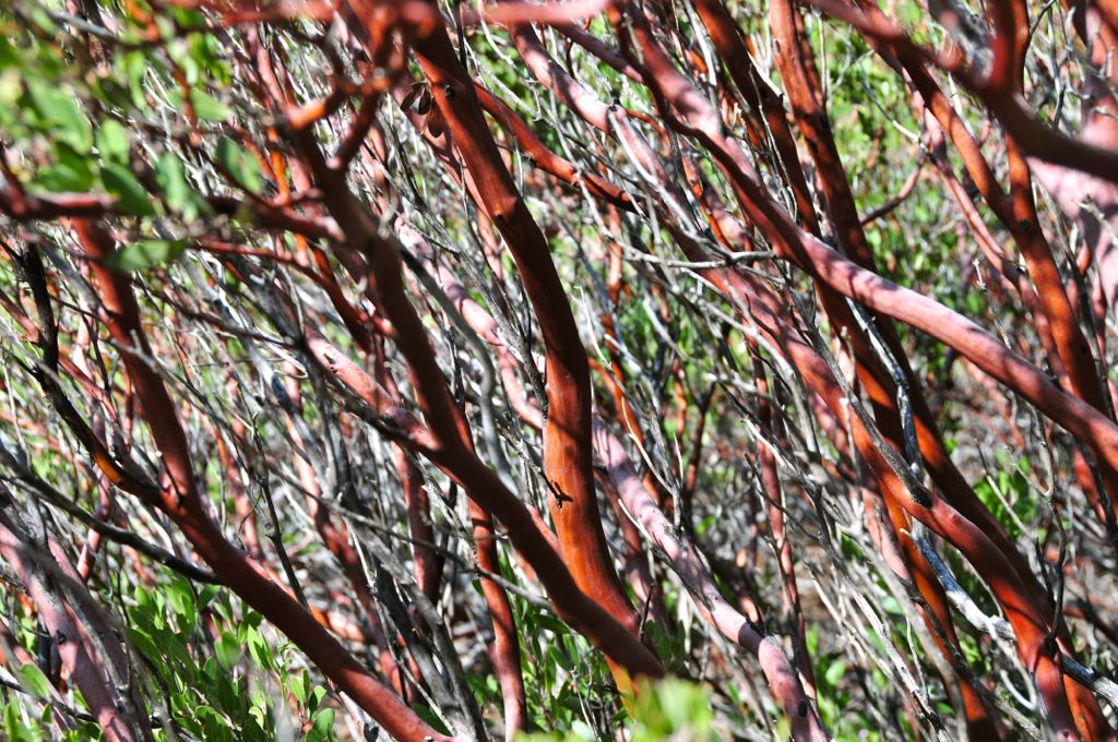 Funky Manzanita branches/