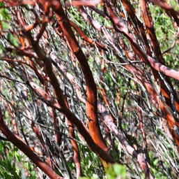 Funky Manzanita branches/
		    