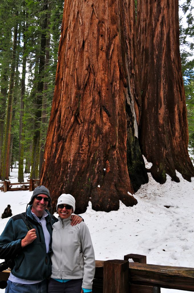 Our first giant sequoia/