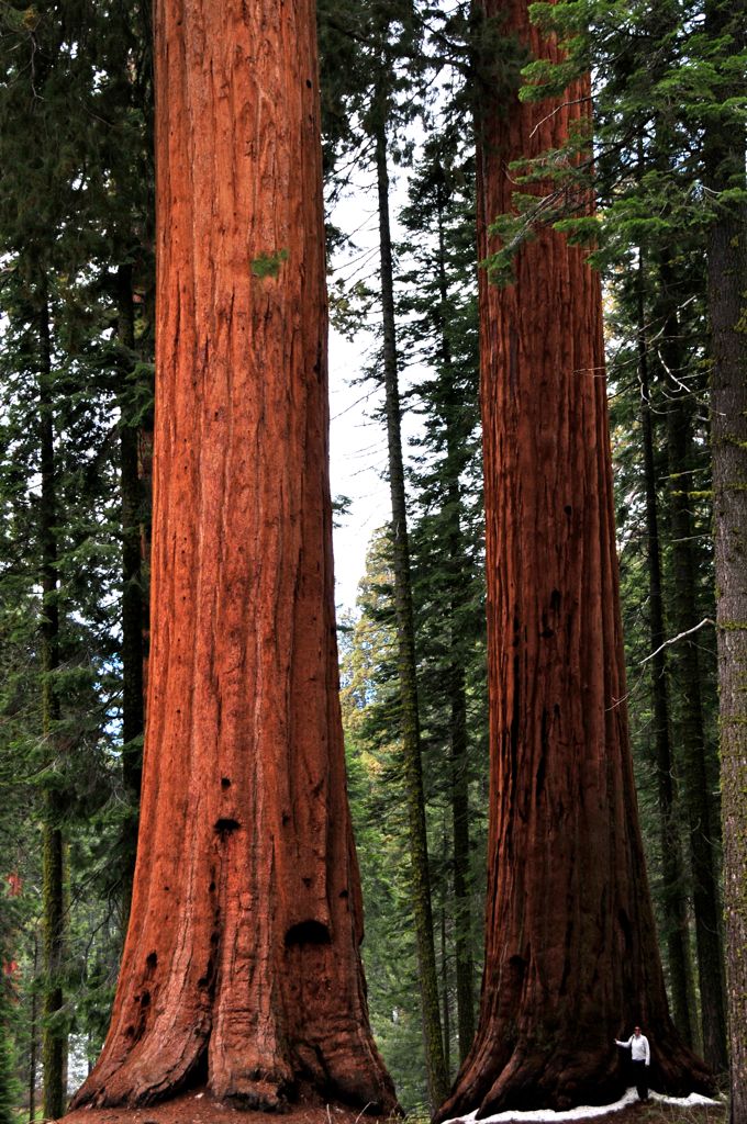 Teeny girl, massive trees!/