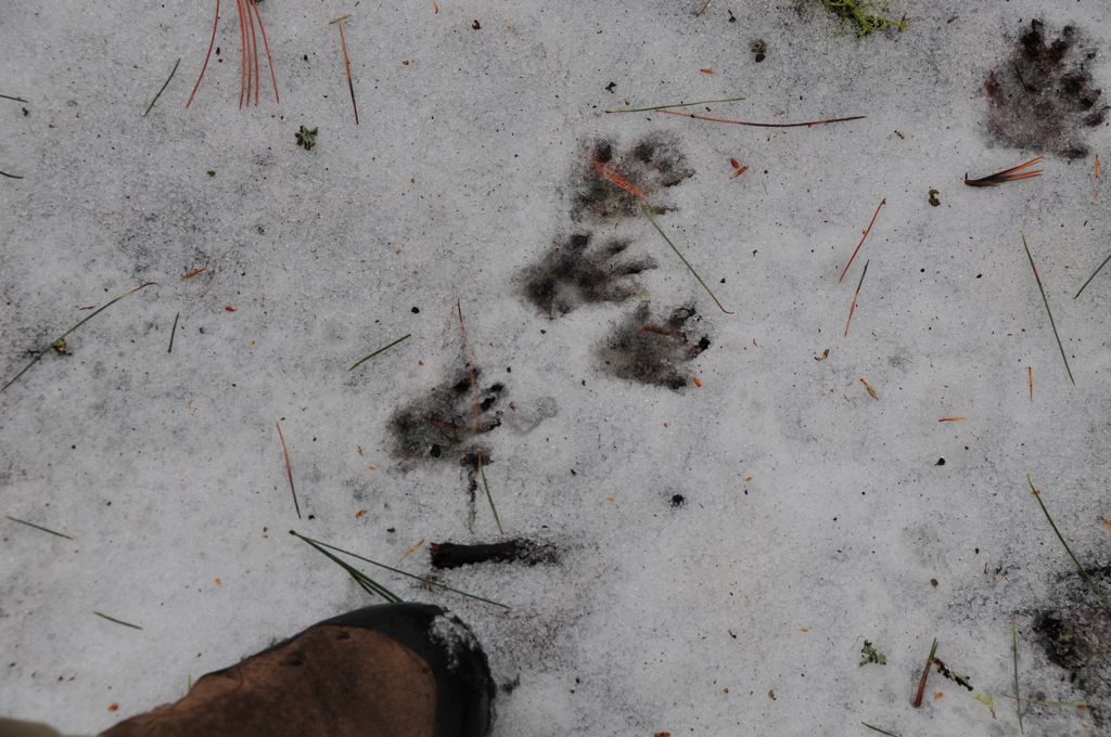 Critter tracks/
