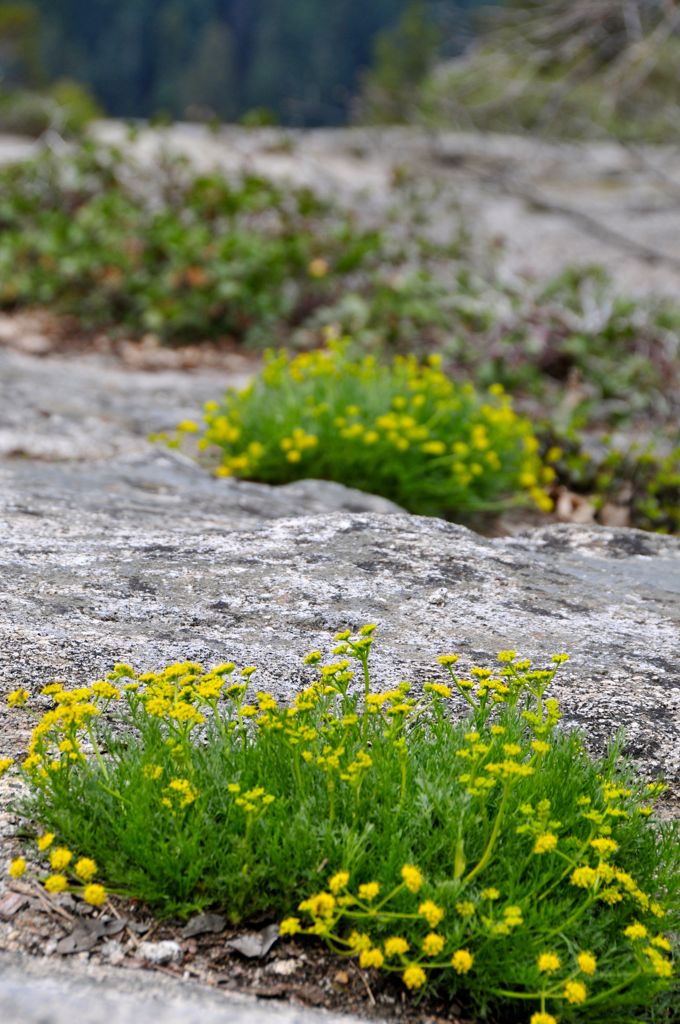 Poofy yellow flowers... Assana's favorite! /
