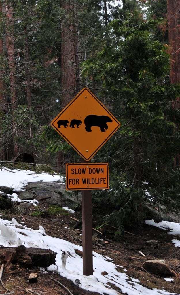 Mama-bear-and-two-babies crossing!/