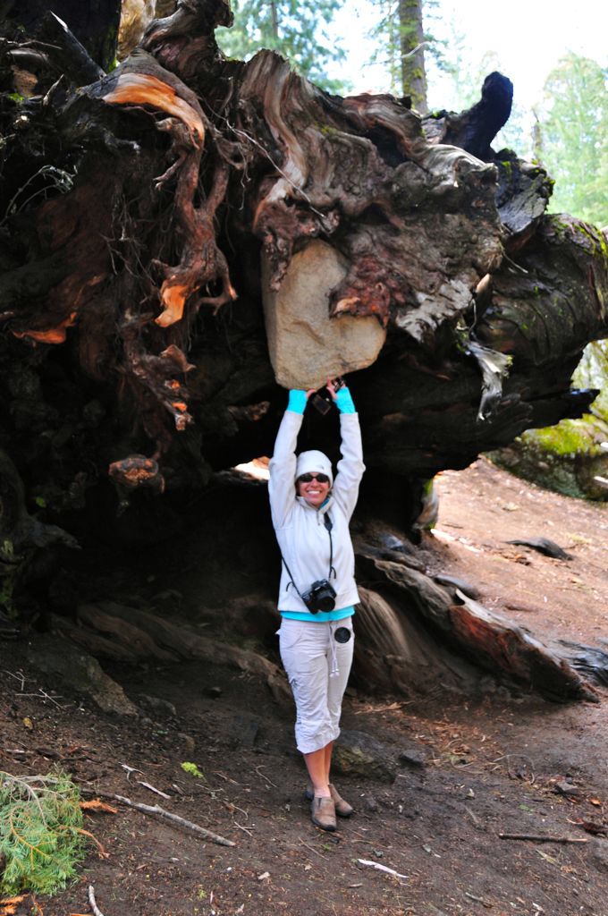 Rock stuck in the roots/