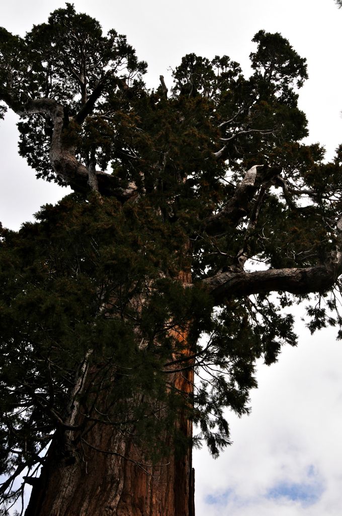 A massive branch size of a tree!/