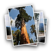 Sequoia National Park, CA