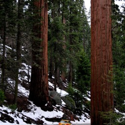 Teeny car... massive trees!/
		    