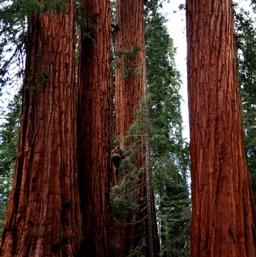 Teeny boy, massive trees!/
		    