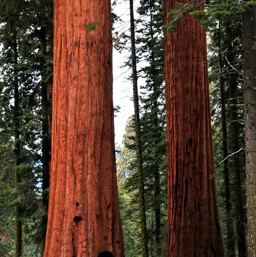 Teeny girl, massive trees!/
		    