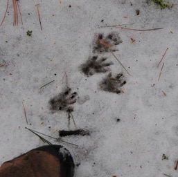 Critter tracks/
		    