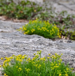 Poofy yellow flowers... Assana's favorite! /
		    