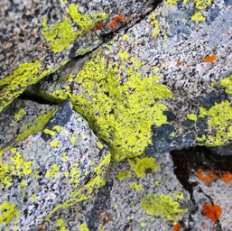 Assana's squirrel: the lichen!/
		    