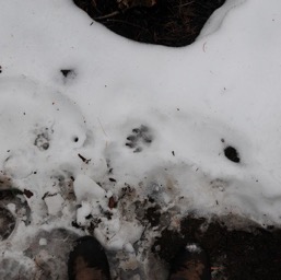 What we think are bear prints/
		    