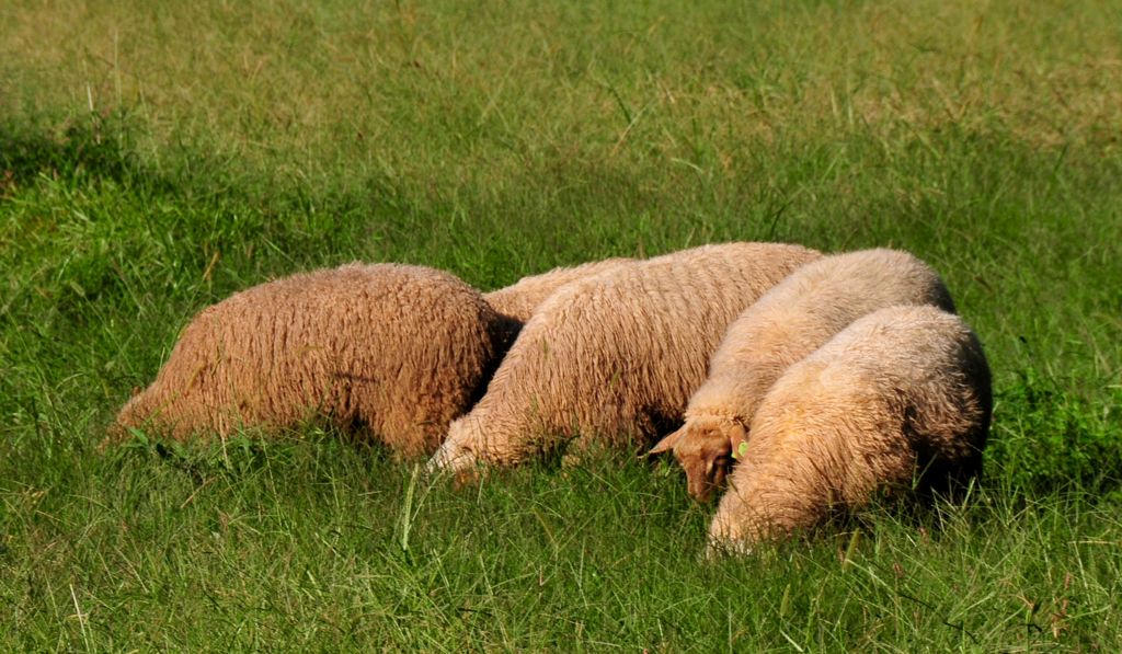 The sheep never looked up/