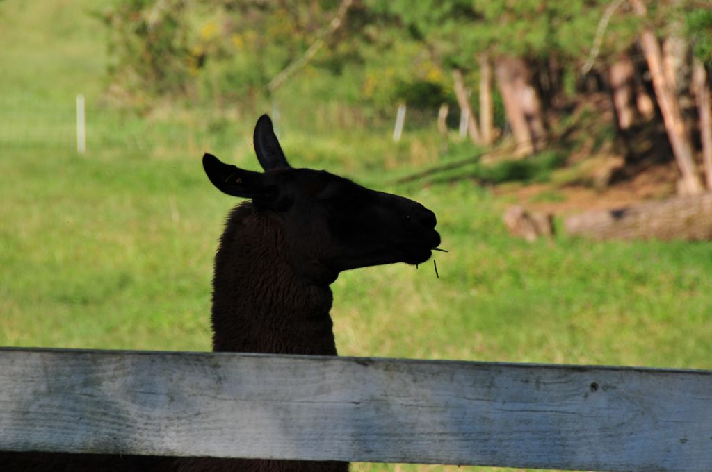 Guard llama/