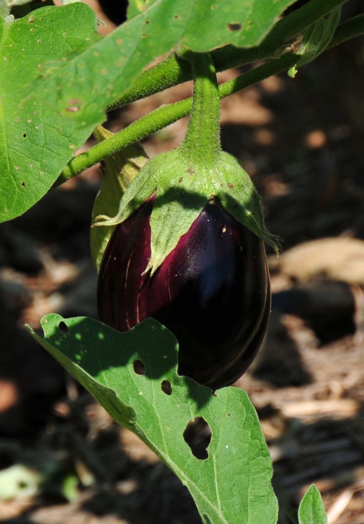 Eggplant?/