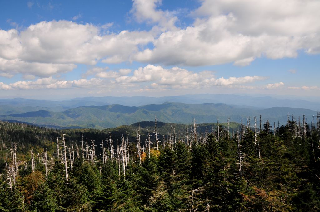 They are having issues with Pine beetles.../