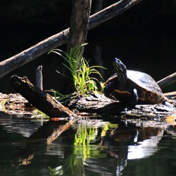 Water turtle.../
		    