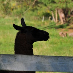 Guard llama/
		    