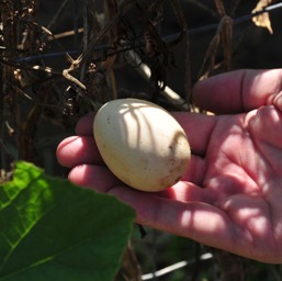 Eggplant!/
		    