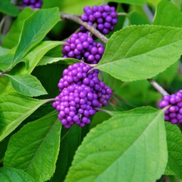 Funky purple flowers/
		    