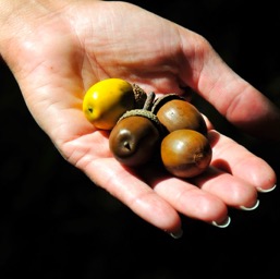 There were thousands of these on the floor... and they fell like a light rain/
		    