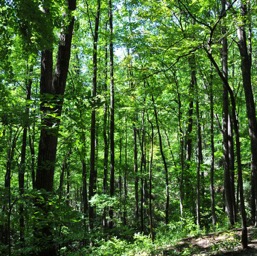 Nut forest on the hike to Laurel Falls/
		    