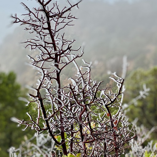 Freezing fog over night/
		    