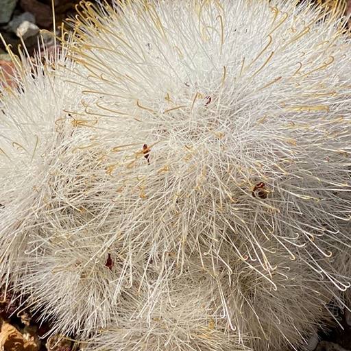 Fluffy! (NOT)/
		    